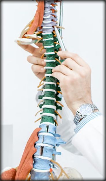 spine-inspected-by-doctor